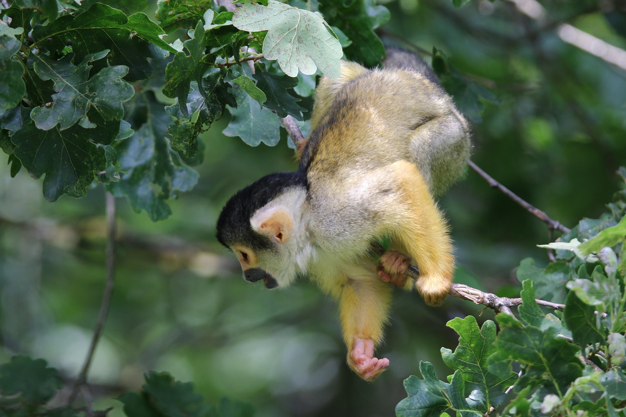 Wildlife - free online jigsaw puzzle photo