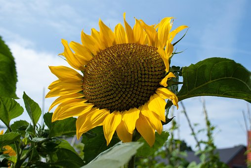Solsikke, Natur, Blomst, Sommer, Gul