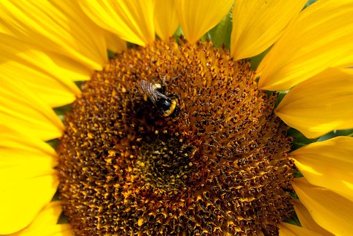 Solsikke, Blomst Tapet, Humlebi, Blomst