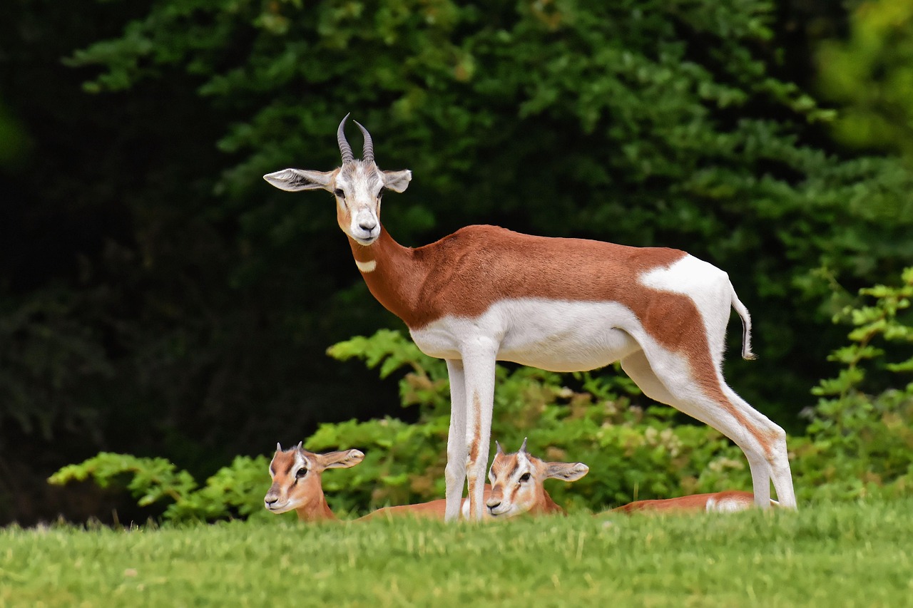 300 Free Gazelle Impala Images Pixabay Gazelles 4418343 1280