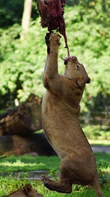 Free Lion Mammal photo and picture