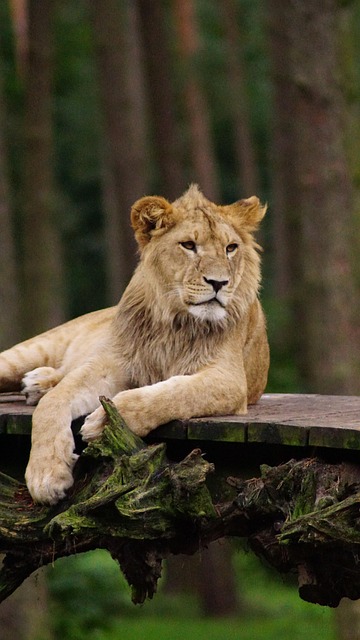 Free Lion Mammal photo and picture