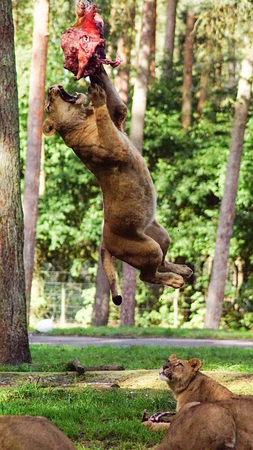 Free Lion Mammal photo and picture
