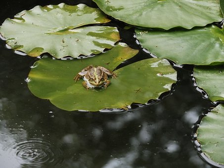 Broască, Lac, Natura, Amfibieni, Apă