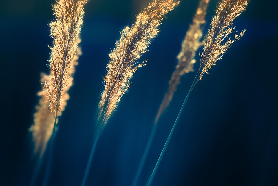 辣文 黑人 校花
