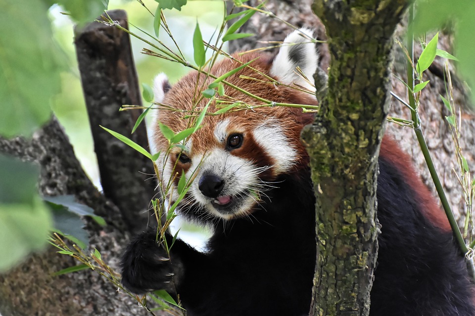 狠狠l撸大鸡巴