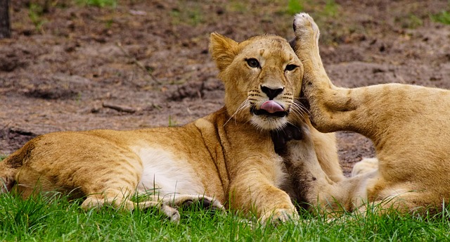 Free Game Lion photo and picture