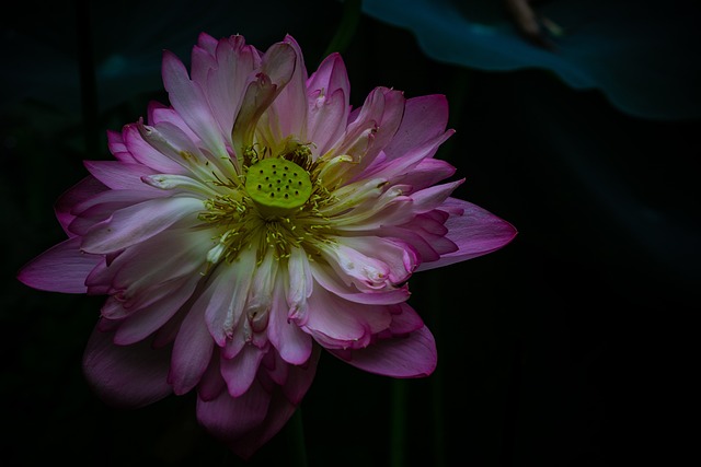 Lotus, Water Lotus, Bloem, Vijver, Roze