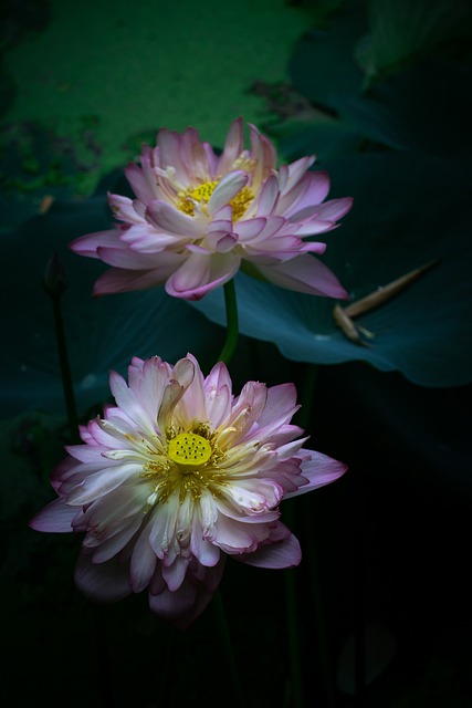 Lotus, Water Lotus, Bloem, Vijver, Roze