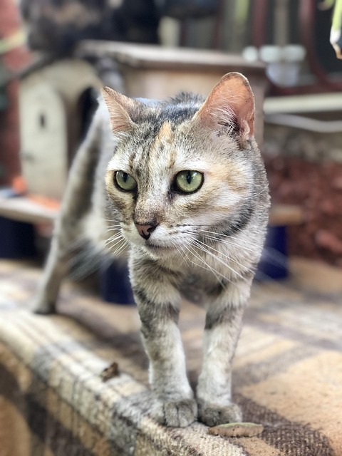 Free Cat Guard photo and picture