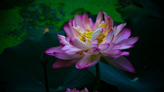 Lotus, Water Lotus, Bloem Achtergrond