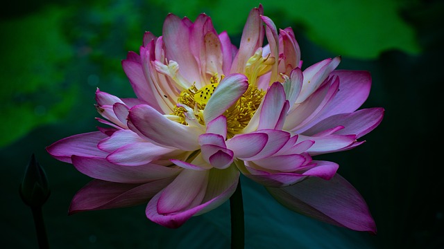 Lotus, Water Lotus, Bloem, Vijver, Roze