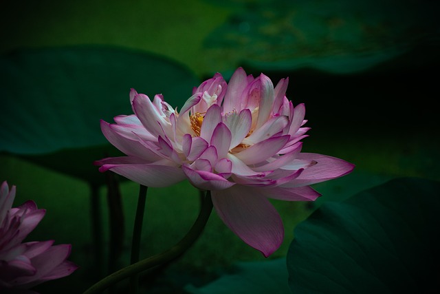 Lotus, Water Lotus, Bloem Behang, Bloem