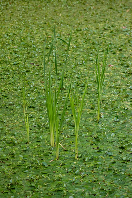 Free Green Grass photo and picture