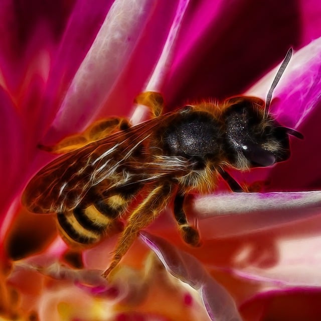 Free bee fractalius shining illustration