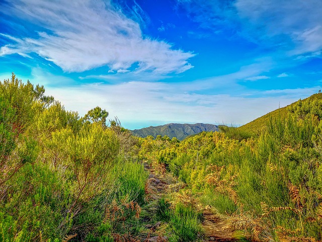 Madeira, Bjerg, Natur, Sti, Højland