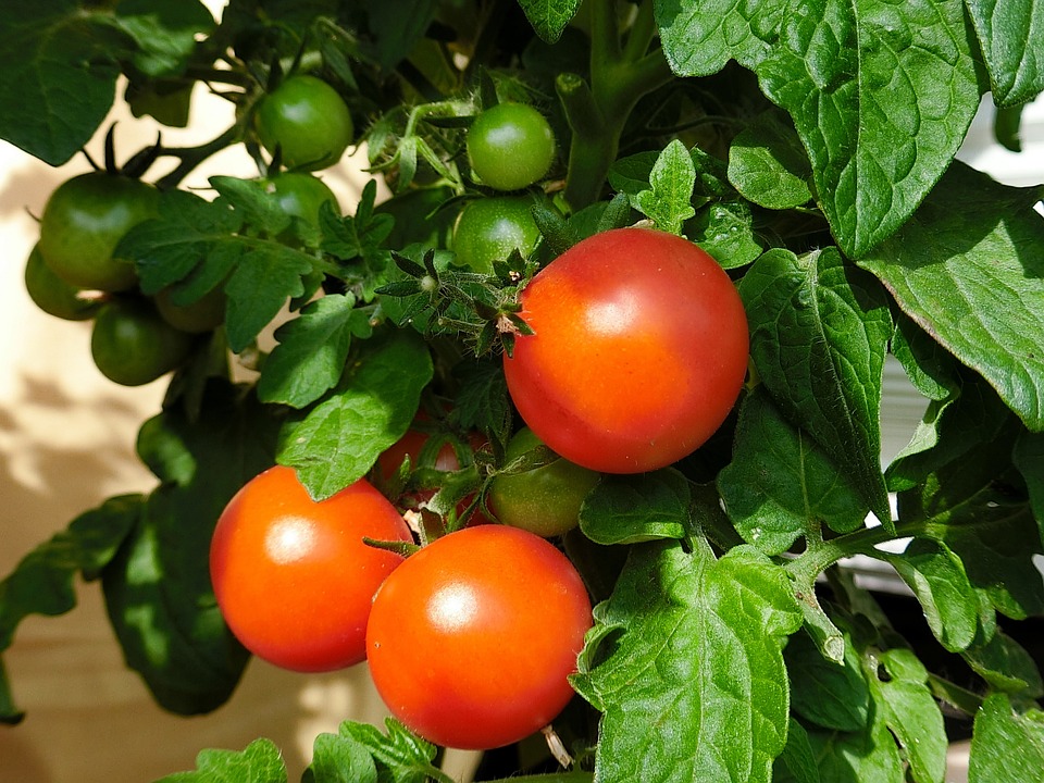 Tomaten