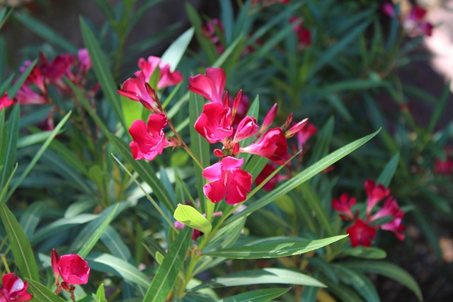 Free Flower Spring photo and picture