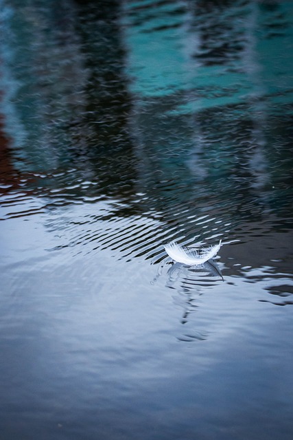 Primavera, Agua, Reflexión, Plumaje