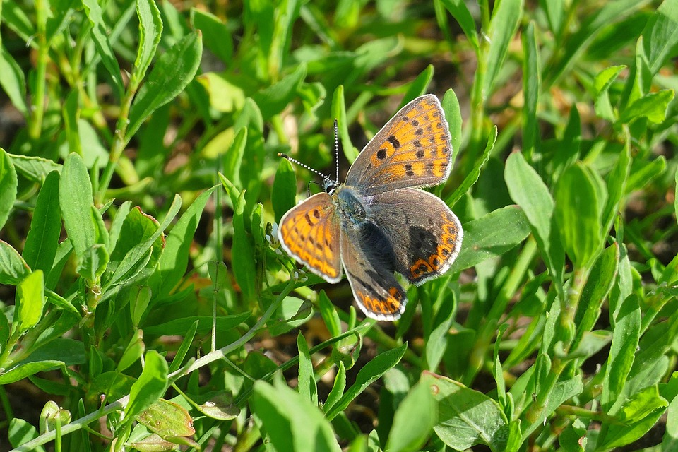 Butterfly Meadow Summer - Free photo on Pixabay - Pixabay