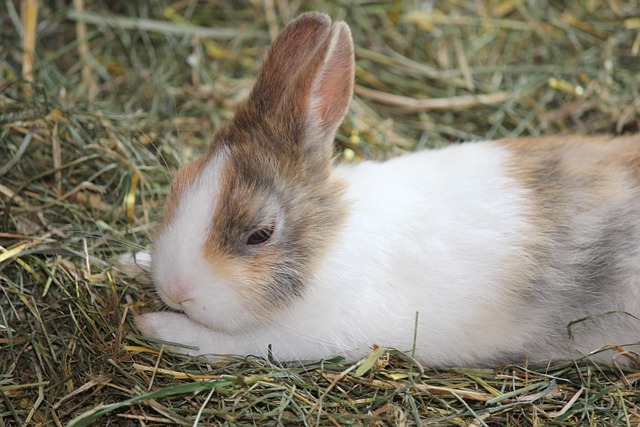Free Rabbits Farm Yard photo and picture