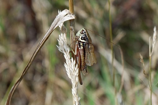 Free Roesel'Smeadowbush-Cricket Cricket photo and picture