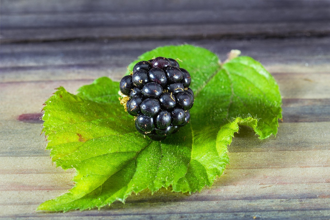 Blackberry Vitamins Bio Free photo on Pixabay Pixabay