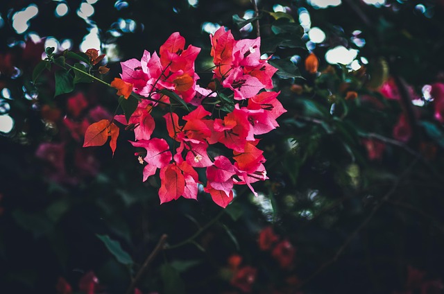 Free Flower Rose Flower photo and picture