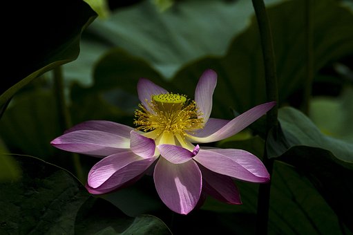 Lotus, Naturaleza, Flores