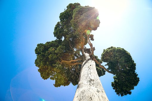 Kiefer, Stamm, Baum, Ewigkeit, Die Natur