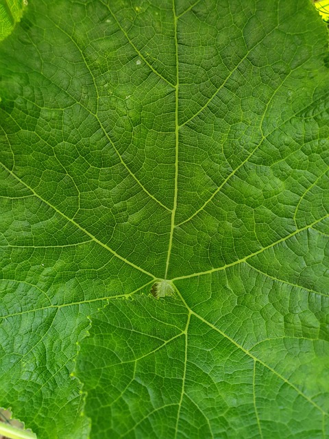 Free Plant Leaf photo and picture