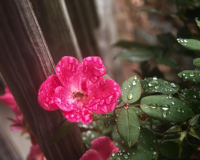 Free Rose Flower photo and picture