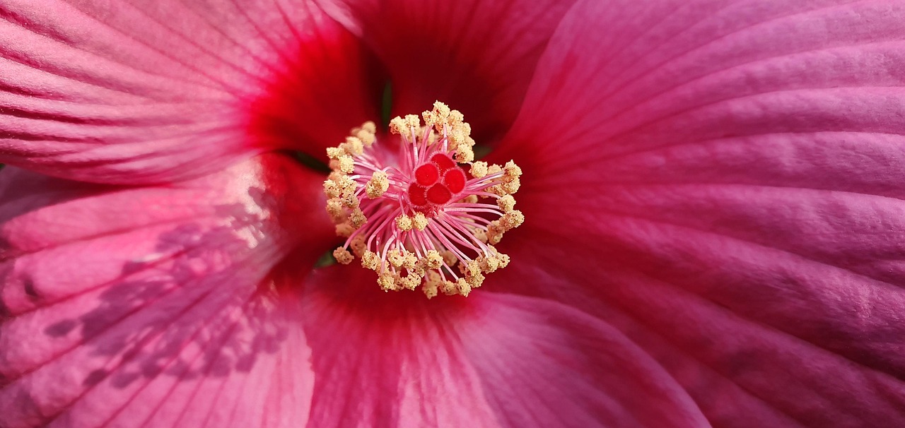 Hibiscus - free online jigsaw puzzle photo