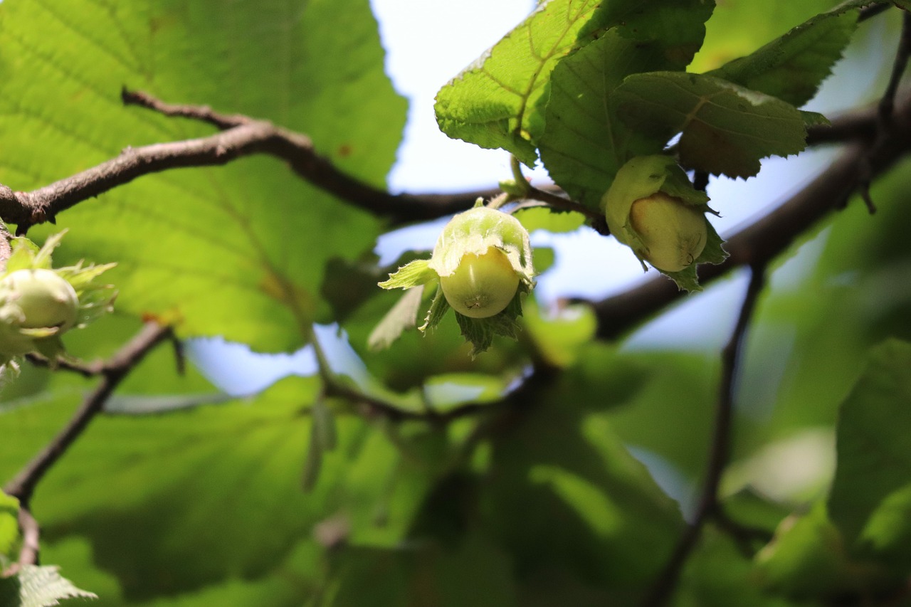 ヘーゼルナッツ セイヨウハシバミ 植物 - Pixabayの無料写真 - Pixabay