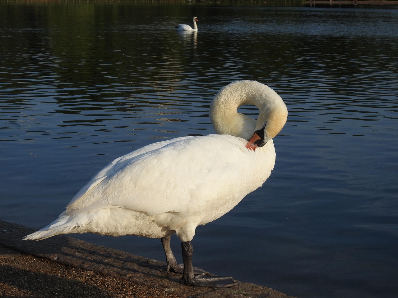 Swan White Nature The - Free photo on Pixabay - Pixabay