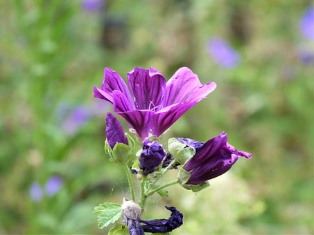 Flor, Campânula, Natureza, Fechar-Se