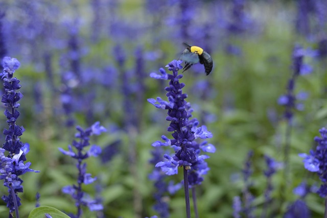 Free Bee Flower photo and picture