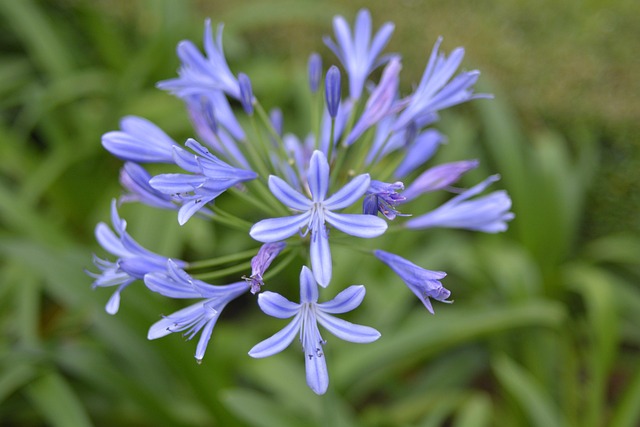 Free Park Flower Flowers photo and picture