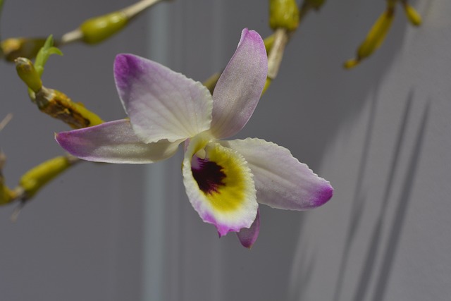 Free Orchid Flower photo and picture