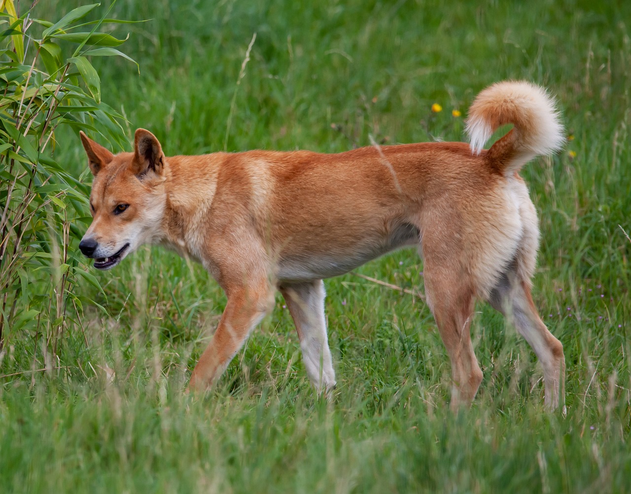 50 Free Dingo Animal Images Pixabay