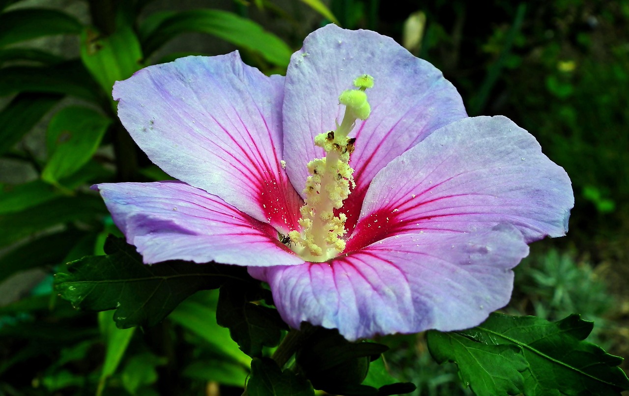 Hibiscus Flower Garden - Free photo on Pixabay - Pixabay