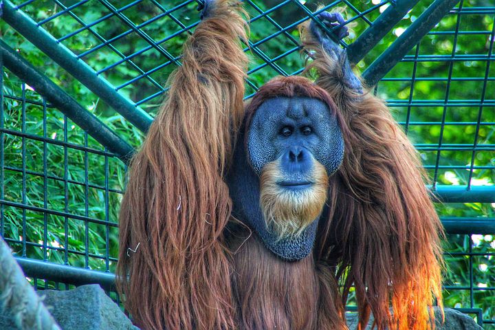 40+ Free Animel & Zoo Images - Pixabay