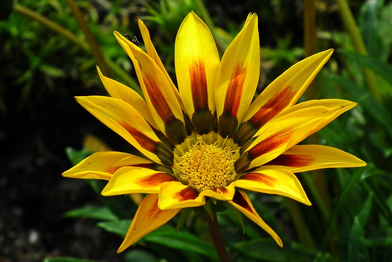 gazania-flower-colorful-free-photo-on-pixabay-pixabay