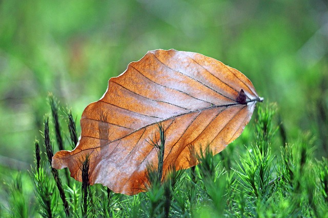 Free Beech Leaf Leaves photo and picture