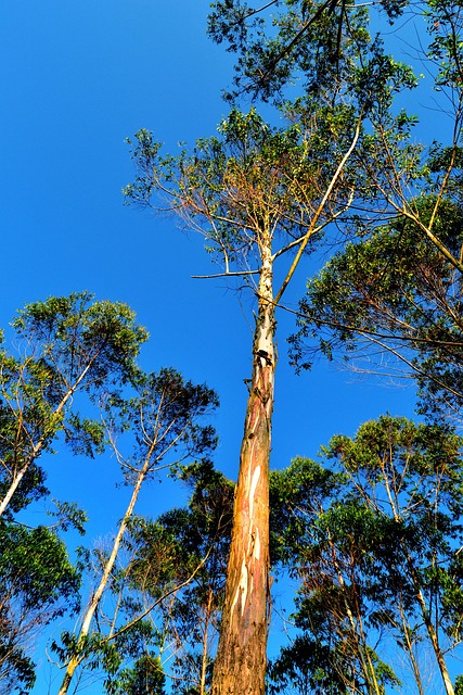 Free Tree Trees photo and picture