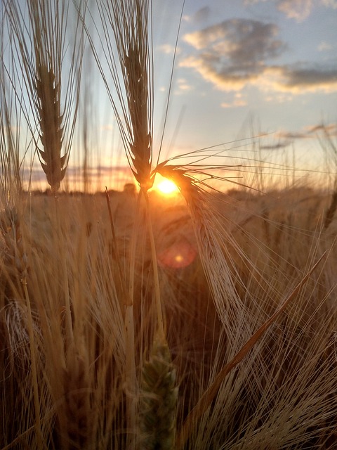 Free Sunset Nature photo and picture
