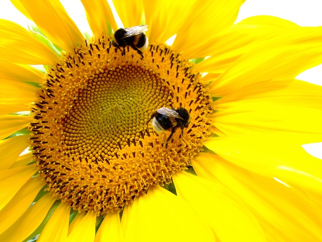 Free Sunflower Yellow photo and picture