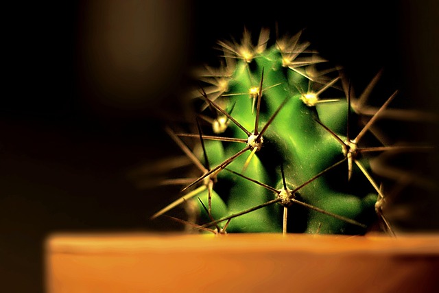 Free Cactus Plant photo and picture