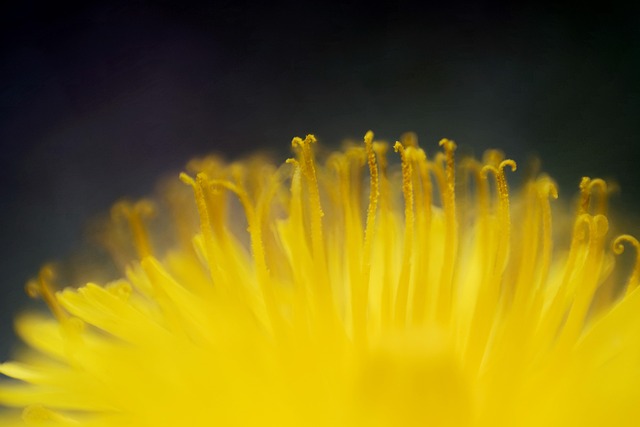 Dente-De-Leão, Amarelo, Natureza, Planta