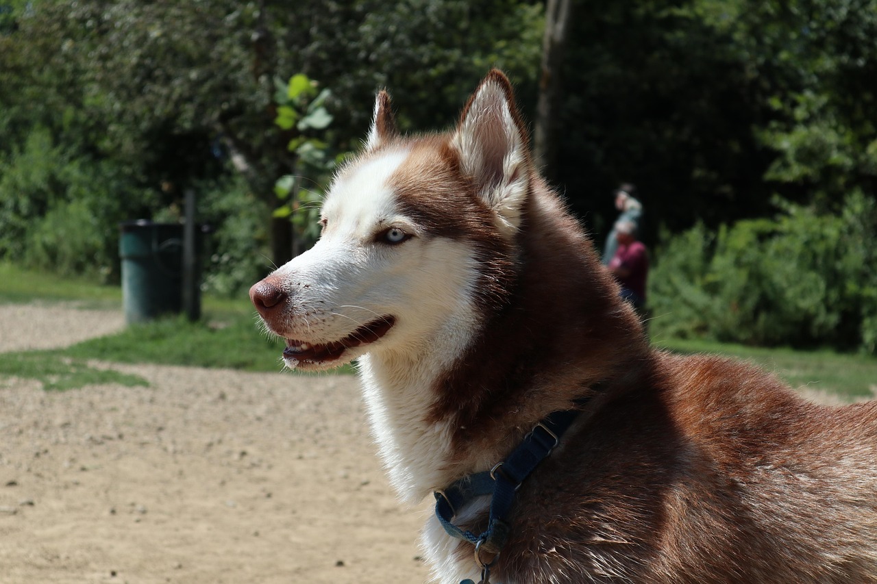 Rauque Rauque Chien Animal Animaux - Photo gratuite sur Pixabay